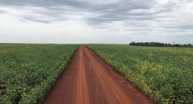 Cosecha de soja inició con muy buen rendimiento por hectárea